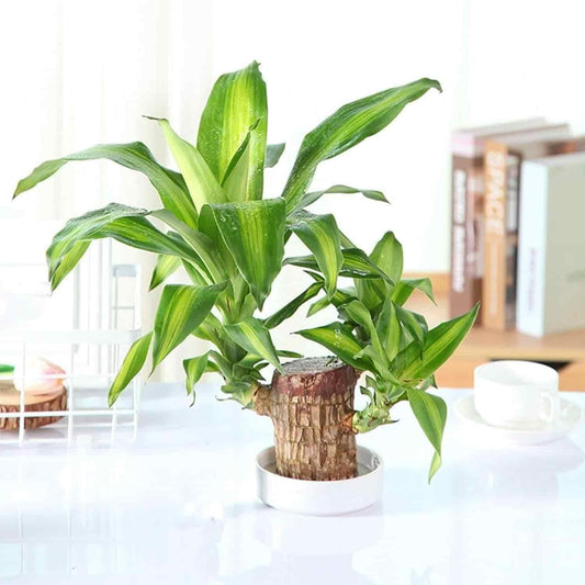 Brazil Wood Plant – Lucky Indoor Dracaena for Home & Office Décor