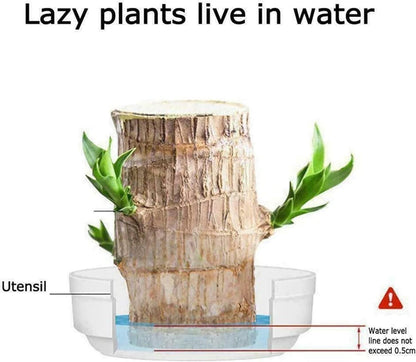 Brazil Wood Plant – Lucky Indoor Dracaena for Home & Office Décor