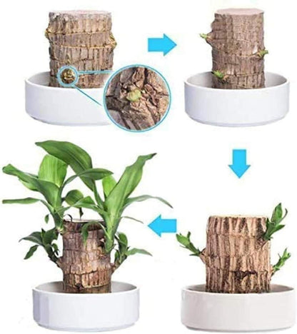 Brazil Wood Plant – Lucky Indoor Dracaena for Home & Office Décor