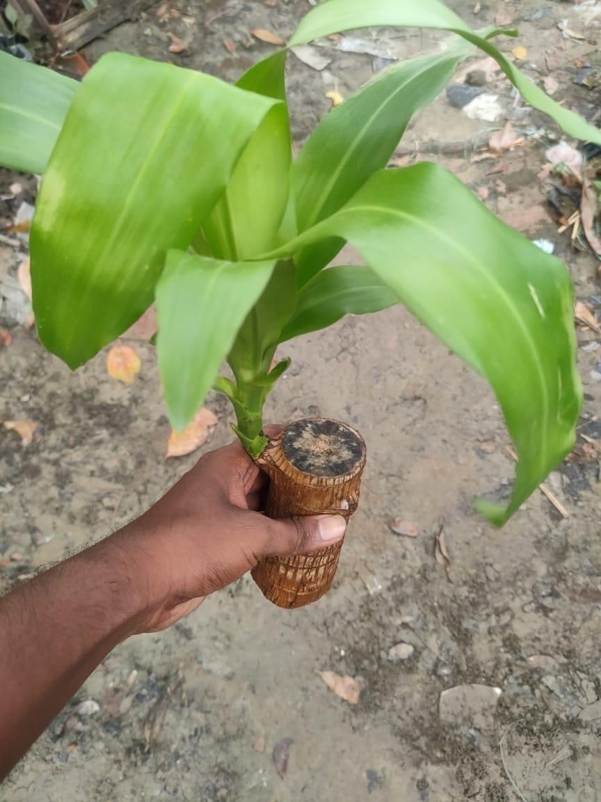Brazil Wood Plant – Lucky Indoor Dracaena for Home & Office Décor