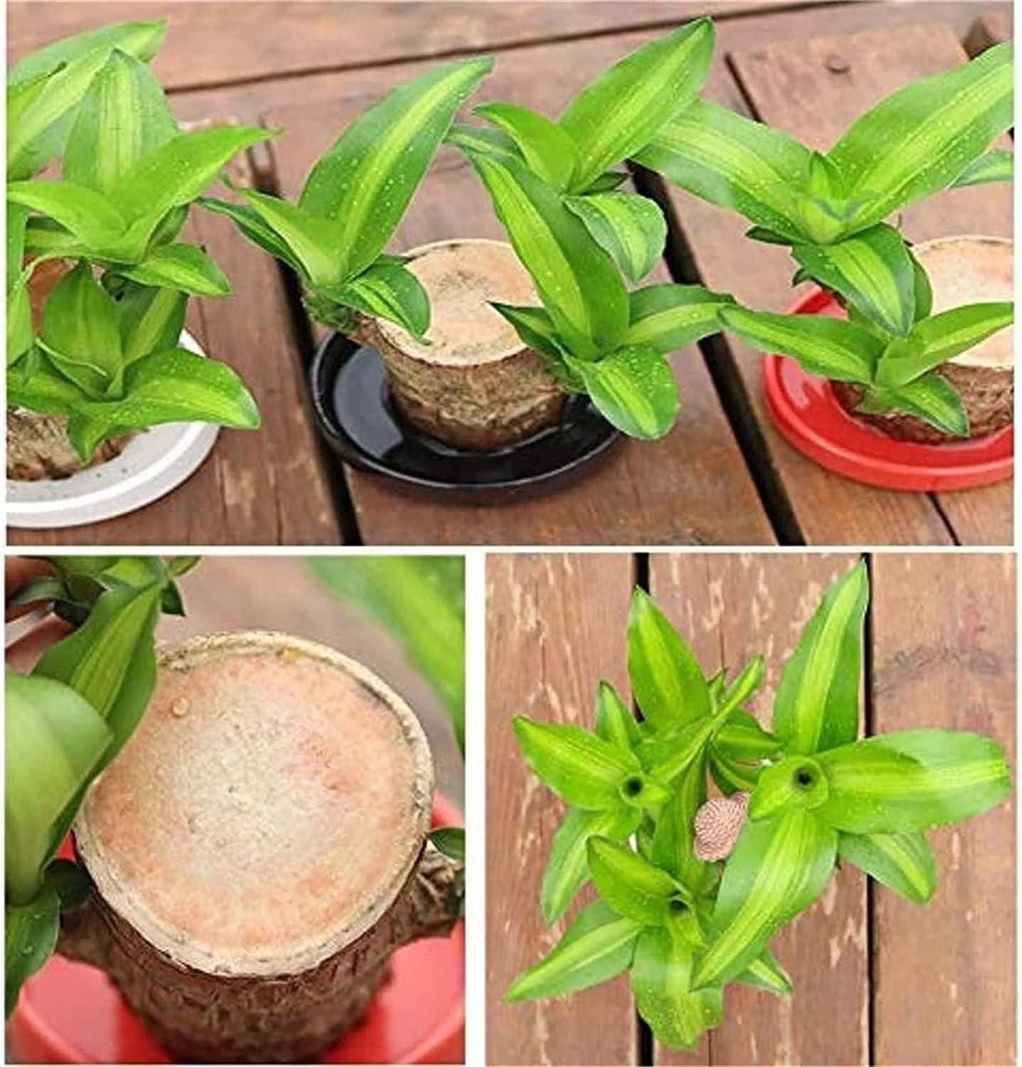 Brazil Wood Plant – Lucky Indoor Dracaena for Home & Office Décor