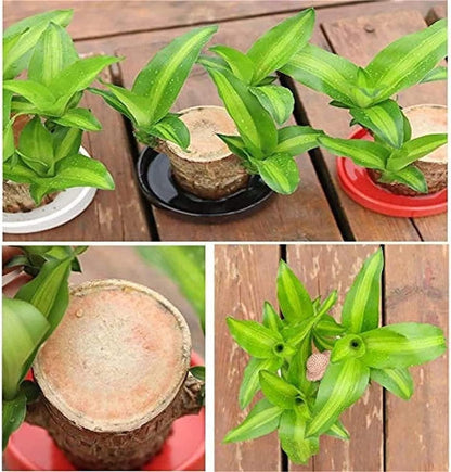 Brazil Wood Plant – Lucky Indoor Dracaena for Home & Office Décor