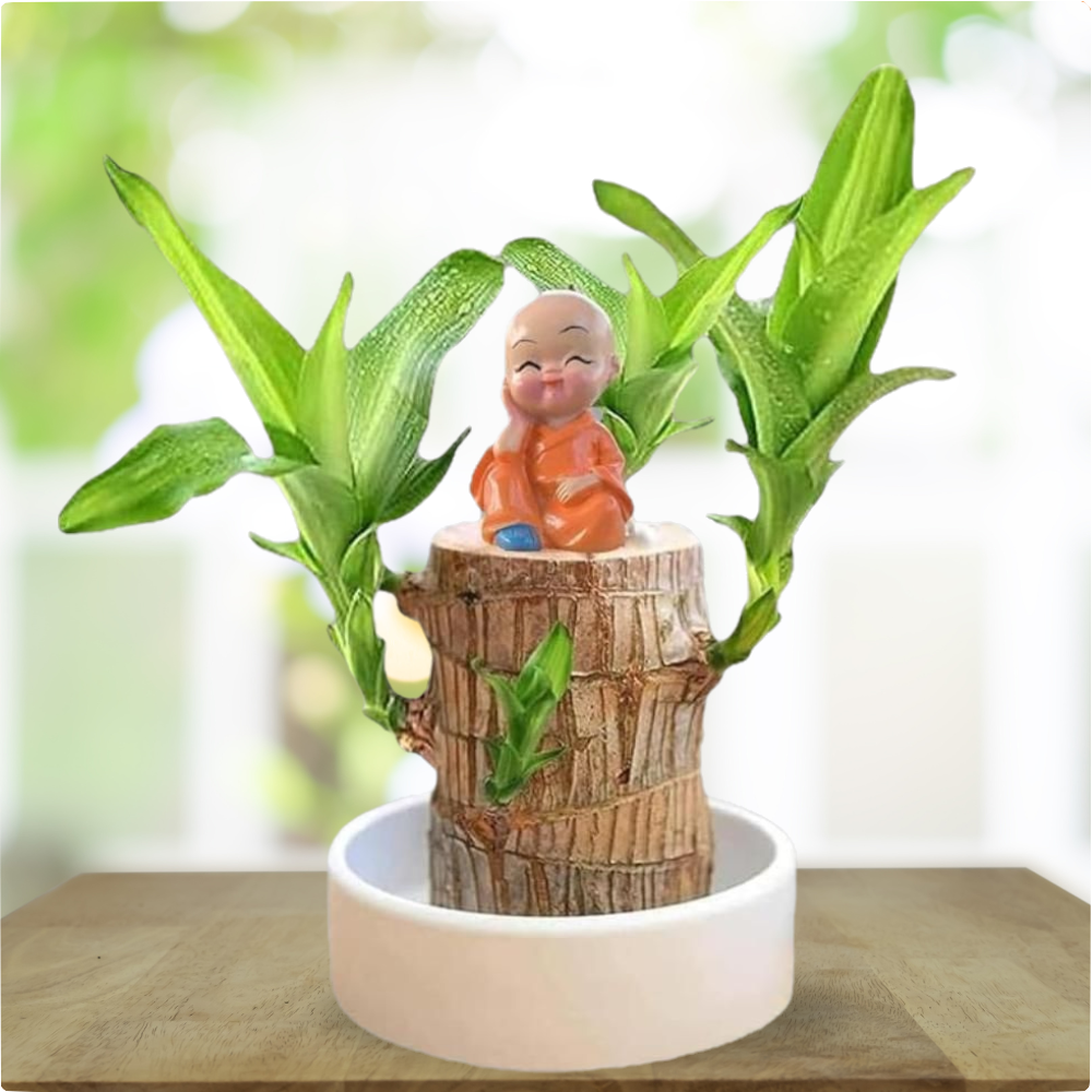 Brazil Wood Plant – Lucky Indoor Dracaena for Home & Office Décor