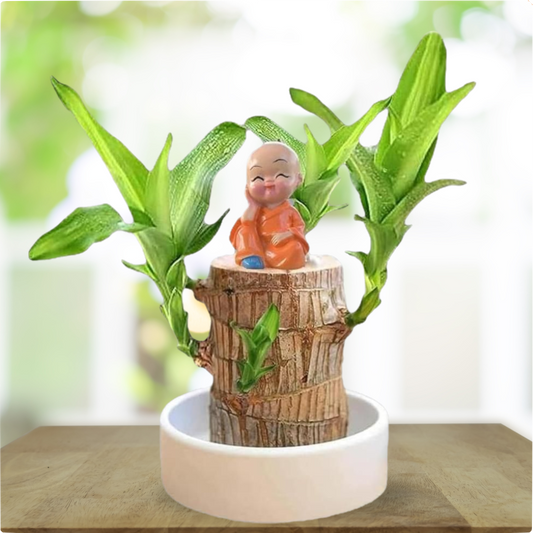 Brazil Wood Plant – Lucky Indoor Dracaena for Home & Office Décor